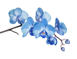 Foto op Plexiglas Orchidee Blauwe orchidee op witte achtergrond