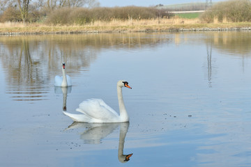 pair of white swan floating on the water lake close up 