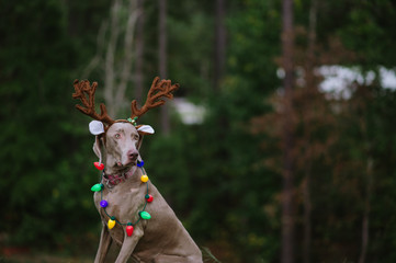 Dog wearing antlers and christmas lights in woods