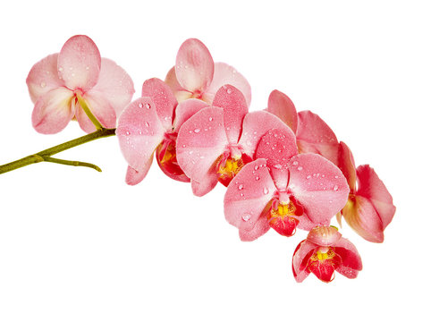 Fototapeta Red orchid on white background