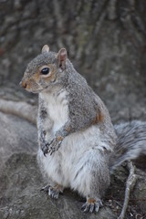 Obraz premium Closeup of a cute brown squirrel in a park in Washington on a sunny spring day
