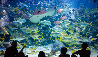 Obraz premium W oceanarium w Kuala Lumpur ludzie obserwują życie morskie