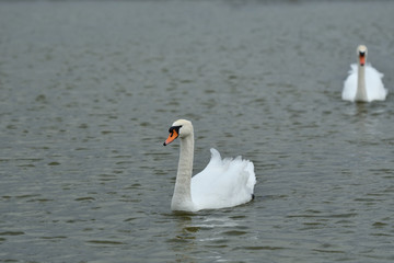 Obraz premium pair of white swan floating on the water lake close up 
