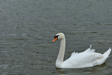 Obraz premium white swan drinks water from the lake drops reflexion