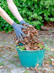 Fototapeta premium Eine Hand voll Herbstlaub in einen grünen Garteneimer werfen 
