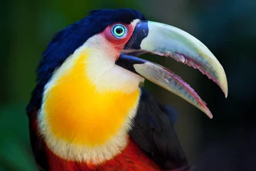  Big Toucan in tropical forest of Brazil, closeup portrait. © Valeriy
