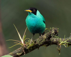 Male Green Honey-creeper perched on a branch with plants