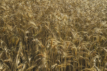 Wheat planted field, early autumn, Sunny.