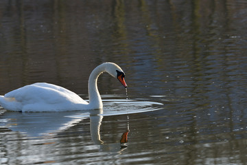 Naklejka na ściany i meble pair of white swan floating on the water lake close up 