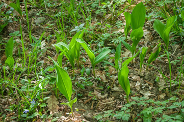 closeup of lily of the valley flowers in the forest