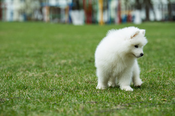 White Samoyed Puppy Dog