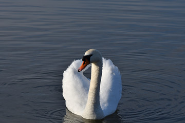 Obraz premium white swan drinks water from the lake drops reflexion