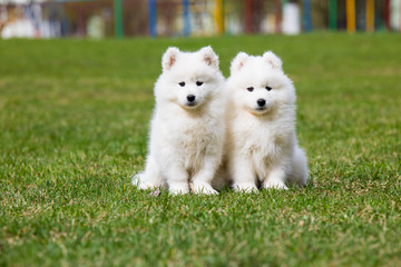 White Samoyed Puppy Dog