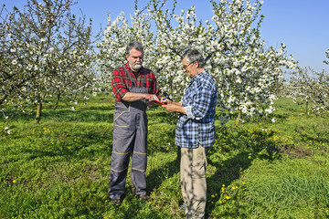 Agronomist and farmer in the orchard