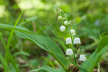 Fototapeta na wymiar closeup of lily of the valley flowers in the forest