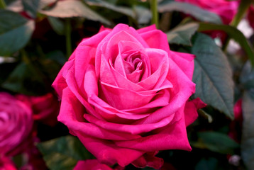 Close-up of a beautiful pink rose bud on a flower bed.