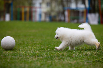 White Samoyed Puppy Dog