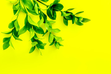 Fototapeta na wymiar Summer background. Young sprig with green foliage on yellow top view space for text