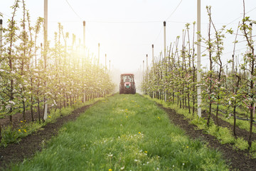 Apple orchard fruit production. Tractor spraying blossoming apple trees. Agriculture and organic food. 