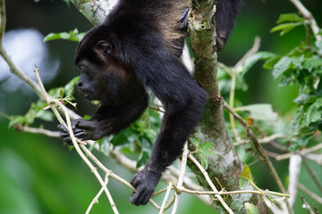 Manteled howlers (Alouatta palliata) live in the rainforests of Central America. They are the only Central American monkeys that eat large quantities of leaves.