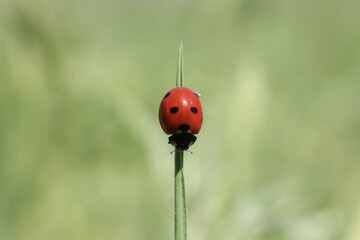 Fototapeta premium Red ladybug on stalk of grass in selective focus