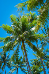 Obraz na płótnie Canvas Coconut palm tree