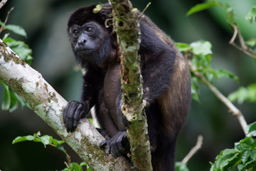 Obraz premium Manteled howlers (Alouatta palliata) live in the rainforests of Central America. They are also called golden-mantled howling monkey.