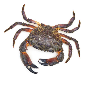 Large sea crab from the waters of the Black Sea on a white background close-up. Sea delicacy
