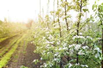 Apple orchard in the sunset. Trees blossoming, 