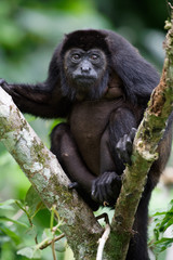 Manteled howlers (Alouatta palliata) live in the rainforests of Central America. They are spending the majority of each day resting and sleeping.