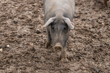 Cerdo ibérico de la dehesa de Extremadura mirando a cámara en primer plano