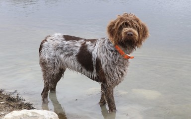 Wire-haired pointing griffon or Korthals standing in the water