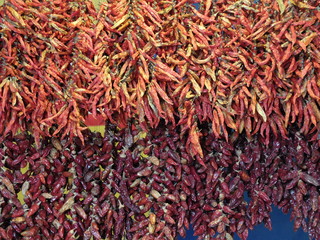 Funchal et Caniço (Madère)