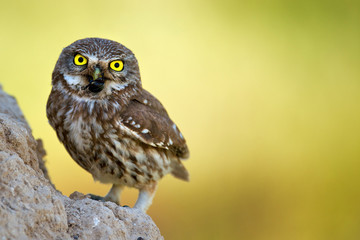 A little owl (Athene noctua) stands with prey in beak near his hole