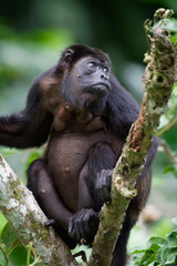 Manteled howlers (Alouatta palliata) have a special diet:  They are the only Central American monkeys that eat large quantities of leaves.