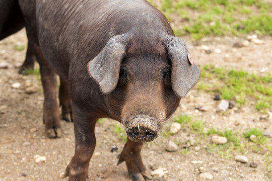 Cerdo ib&eacute;rico de la dehesa de Extremadura mirando a c&aacute;mara en primer plano