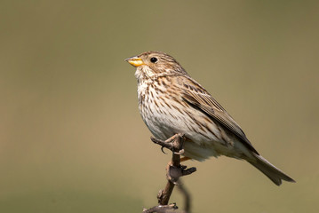 Fototapeta premium Corn Bunting (Miliaria calandra) is sitting on a beautiful background