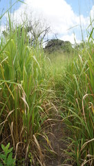 Natural vegetation on the banks of a pond