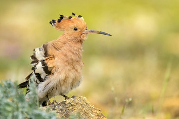 The hoopoe (Upupa epops) stands on rock