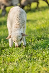 Naklejka na ściany i meble Small cute lamb gambolling in a farm. Small Sheep on the meadow.