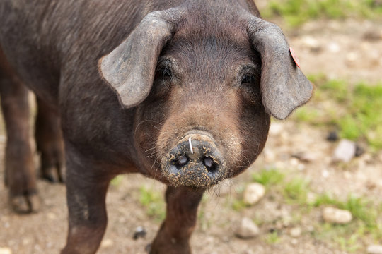 Cerdo ib&eacute;rico de la dehesa de Extremadura mirando a c&aacute;mara en primer plano