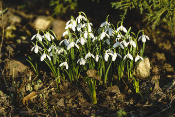 Flowering snowdrops, early spring, Sunny.