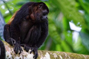 Manteled howler (Alouatta palliata) is native to Columbia, Costa Rica, Ecuador, Guatemala, Honduras, Mexico, Nicaragua, Panama and Peru.
