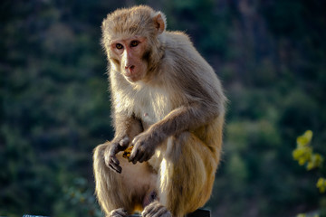 Emotiona hungry monkey found in india with food in his hand 