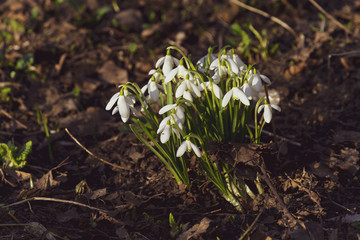 Flowering snowdrops, early spring, Sunny.