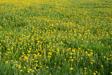 yellow dandelion field