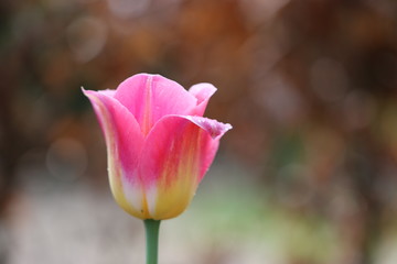 tulipe