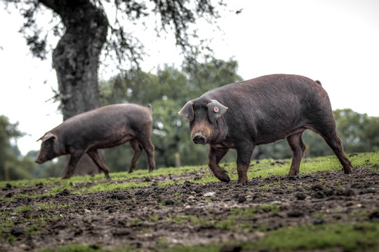 Cerdo ib&eacute;rico de la dehesa de Extremadura mirando a c&aacute;mara en primer plano
