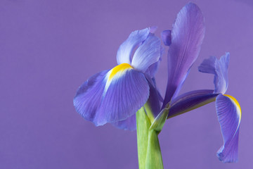 Purple iris with yellow stamina