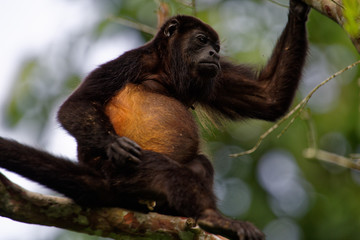 Manteled howlers (Alouatta palliata) are totally black in color with one exception: A fringe of golden hairs on the flanks.
